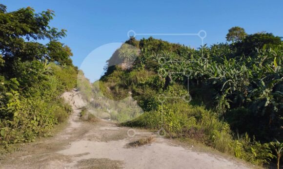 Mountain Dirt Road and Green Bushes